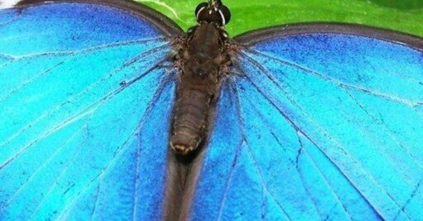 進化発生学者 倉谷滋が『ヘッケルと進化の夢』（佐藤恵子著）を