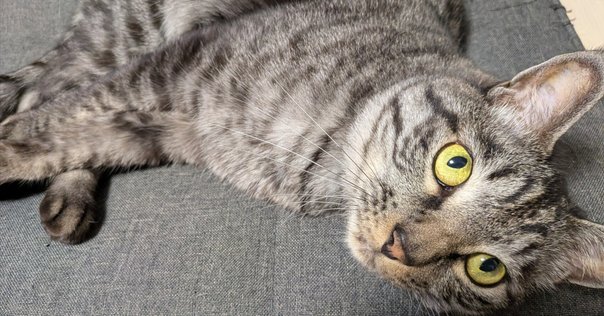 ウェーブストライカー ウェーブストライカー｜はいばら