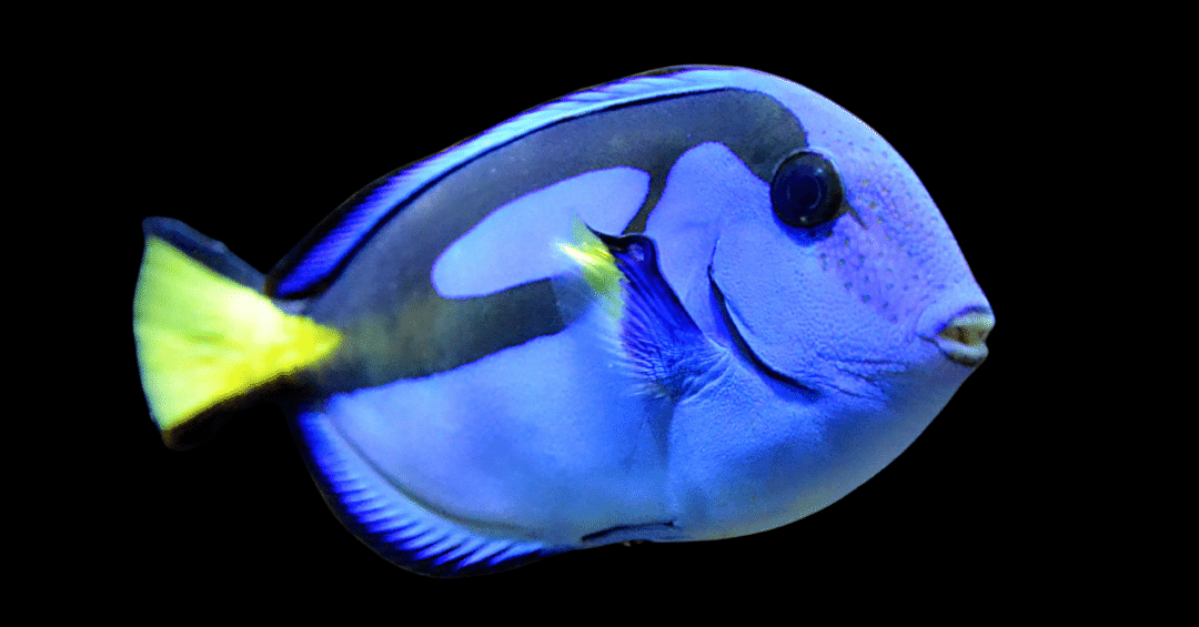 ナンヨウハギ（ドリー）のすべて：美しき青い魚が教えてくれること