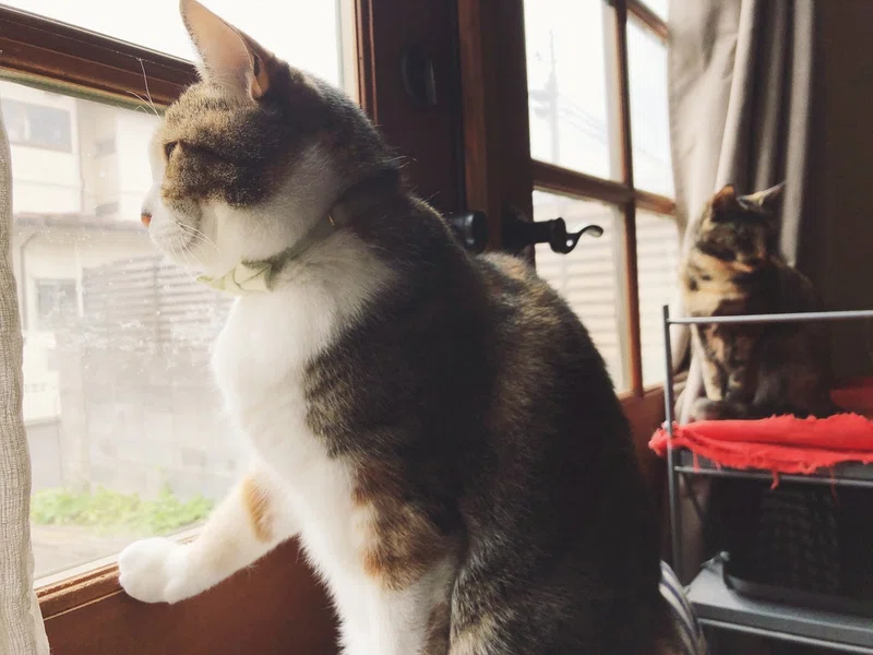 庭のみかんと 猫が膝からどかない問題 の平和的解決法 猫と沖田 Note