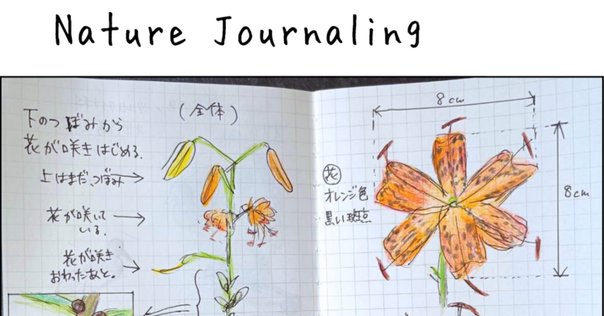 原書セット：見て・考えて・描く自然探究ノート ネイチャー・ジャーナリング 見て・考えて・描く自然探究ノートーネイチャー・ジャーナリング