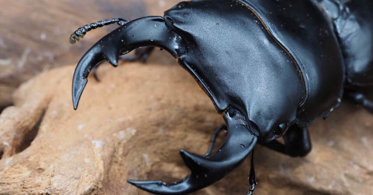 マルスゾウカブト(飼育) マルスゾウカブトの飼育に挑戦！立派な成虫を育ててみよう！ | 月虫
