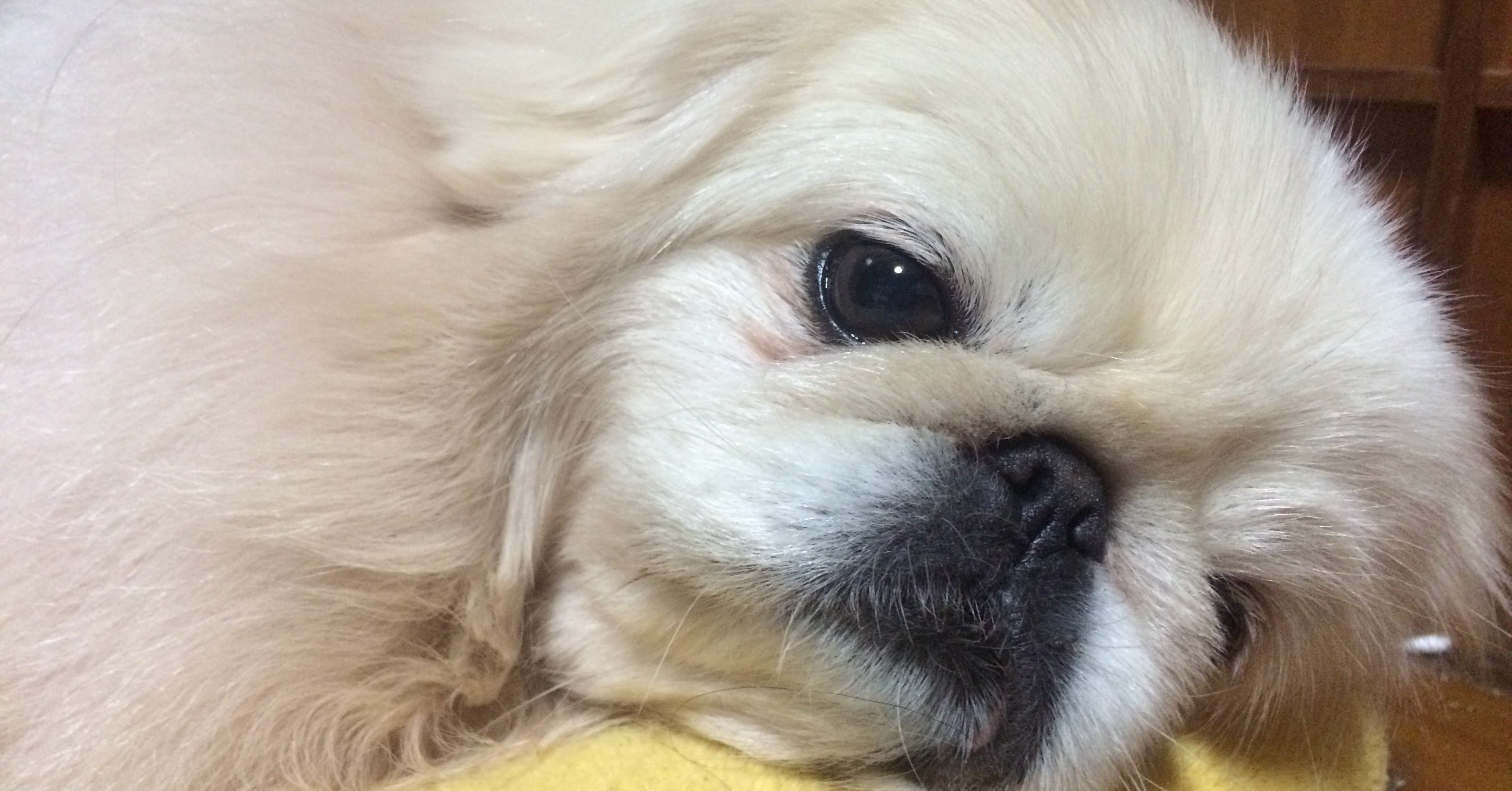 死んでしまった愛犬 良太郎のこと 沖 さやこ Note