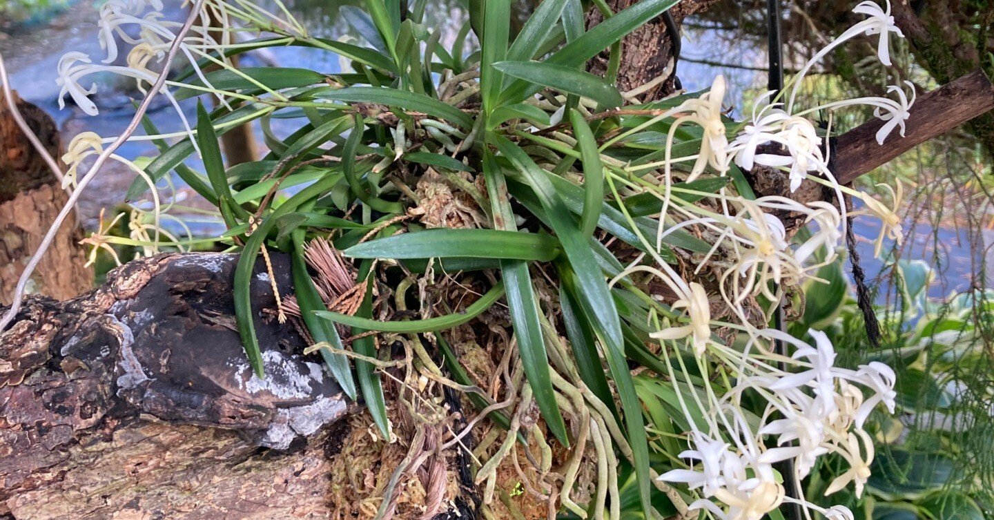 フウラン（風蘭）｜かわかみ源流ツーリズム（奈良県川上村）