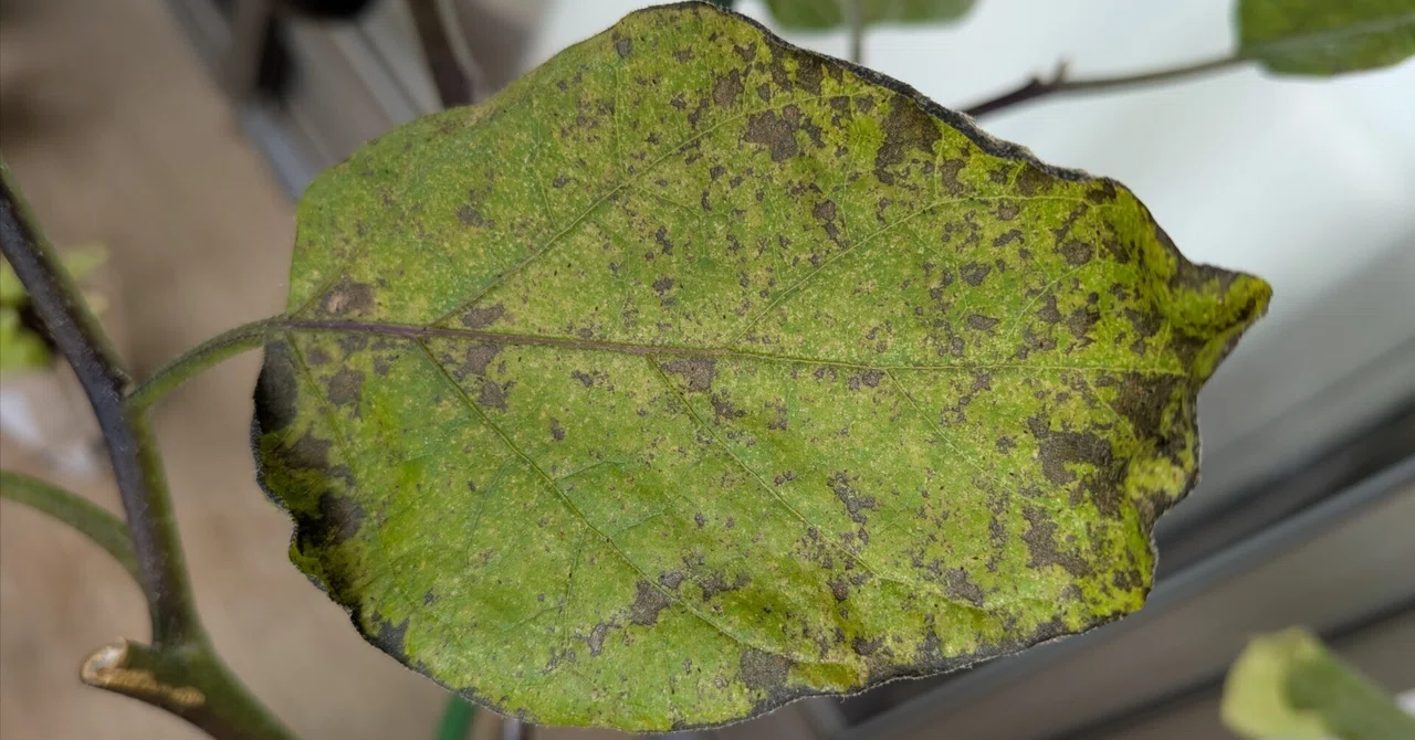 【なす⑧】ハダニ中編…対策は失敗｜家庭野菜