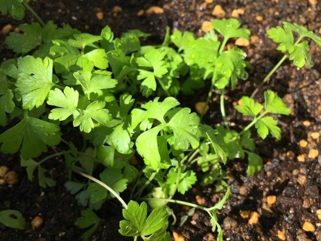 週末投稿 つれづれ有用植物 22 セリ科 オランダセリ属 イタリアンパセリ Pingubanana Note 週末投稿 つれづれ有用植物 22 セリ科 オランダセリ属 イタリアンパセリ Pingubanana Note