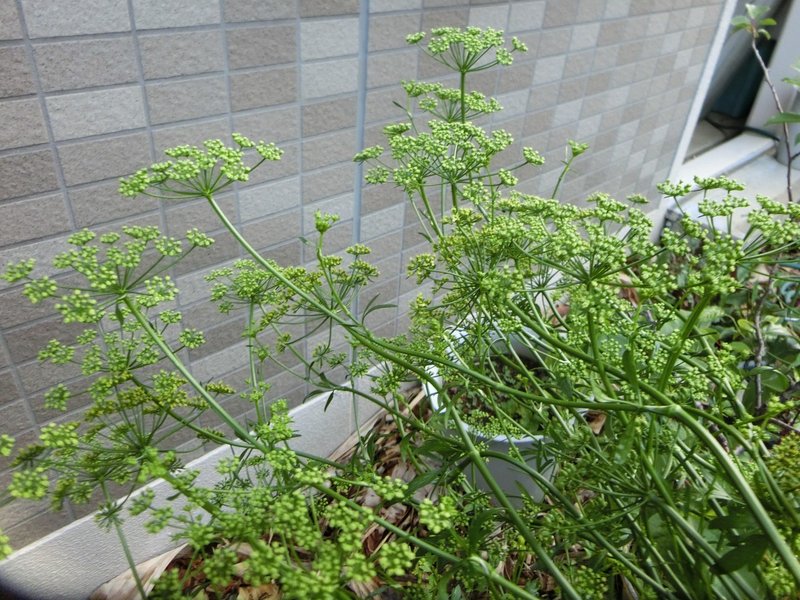 週末投稿 つれづれ有用植物 22 セリ科 オランダセリ属 イタリアンパセリ Pingubanana Note 週末投稿 つれづれ有用植物 22 セリ科 オランダセリ属 イタリアンパセリ Pingubanana Note