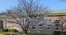 新刊情報『古代中世文学論考 第50集』（新典社 10月発売予定