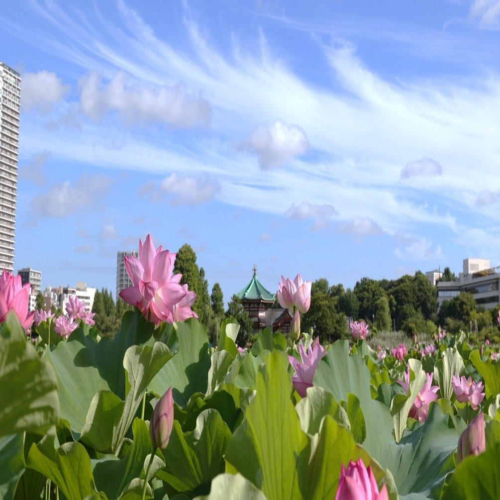 写真】朝の不忍池と咲き誇る蓮,「うえの夏まつり2025」｜Abbey -旅する
