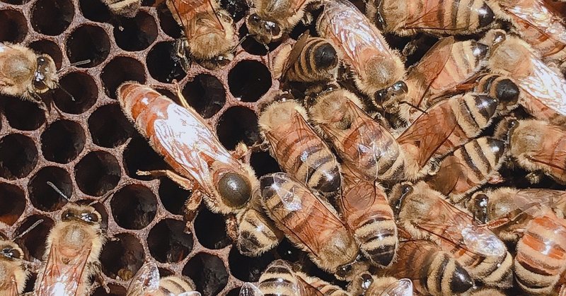 ヘギイタダニ対策しないとね 副業養蜂家ジョニー Note ヘギイタダニ対策しないとね 副業養蜂家ジョニー Note