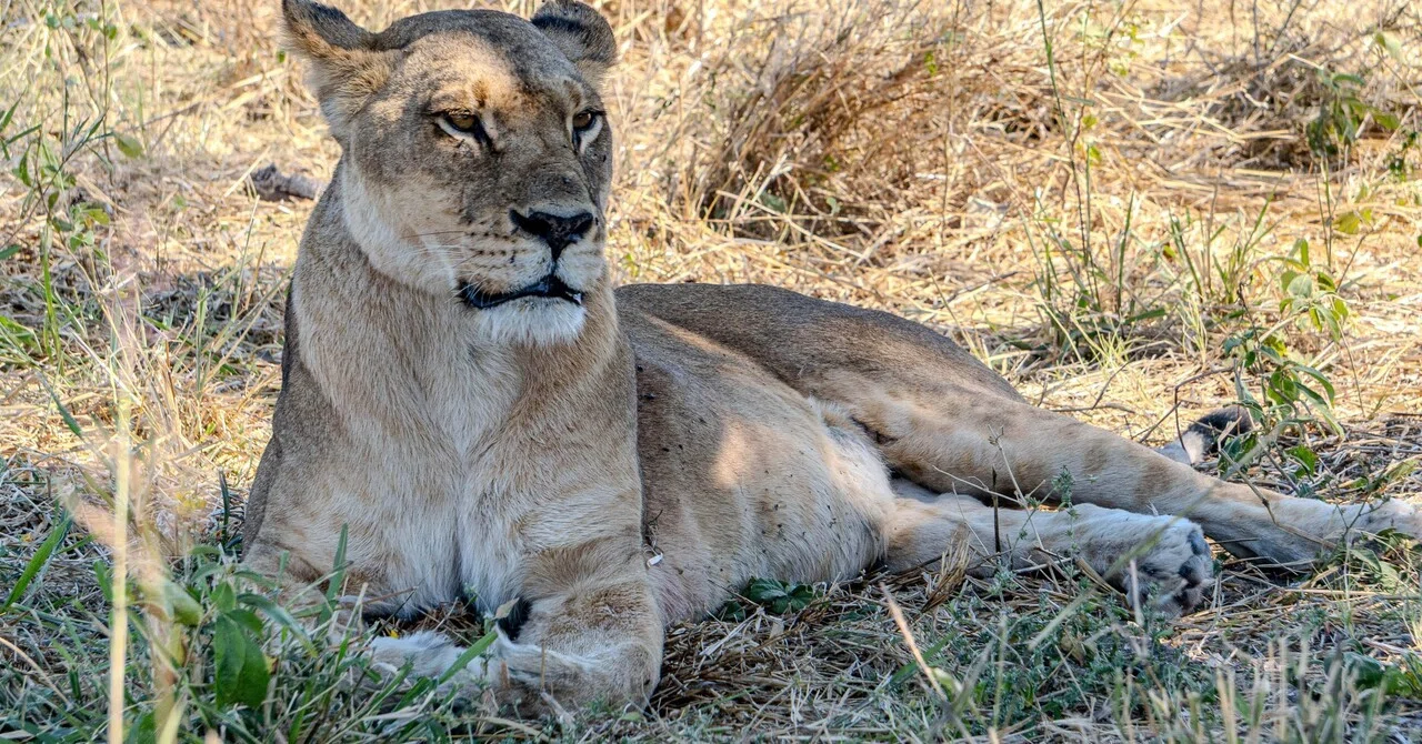 ボツワナのオカバンゴデルタ（モレミ保護区）とチョベ国立公園を比較し