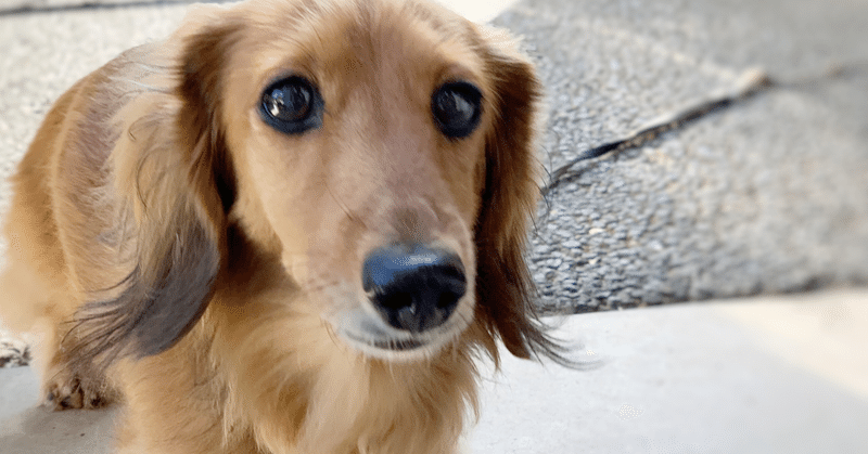 魂レベルが高い人 低い人の見分け方 ようこそ わんこの部屋へ note