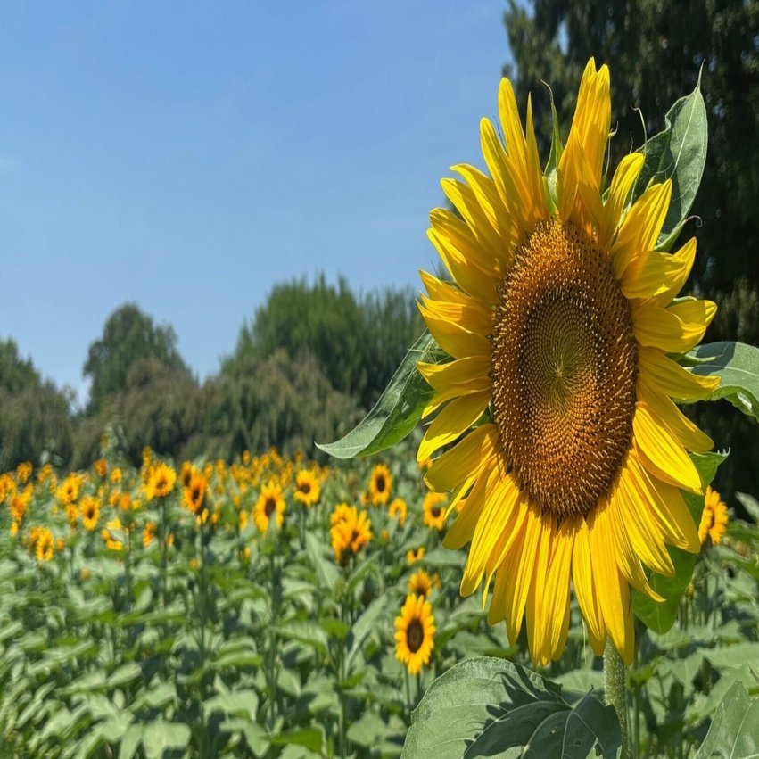 Amuseable Sunflower ひまわり 向日葵 お花 Jellycat Amuseables