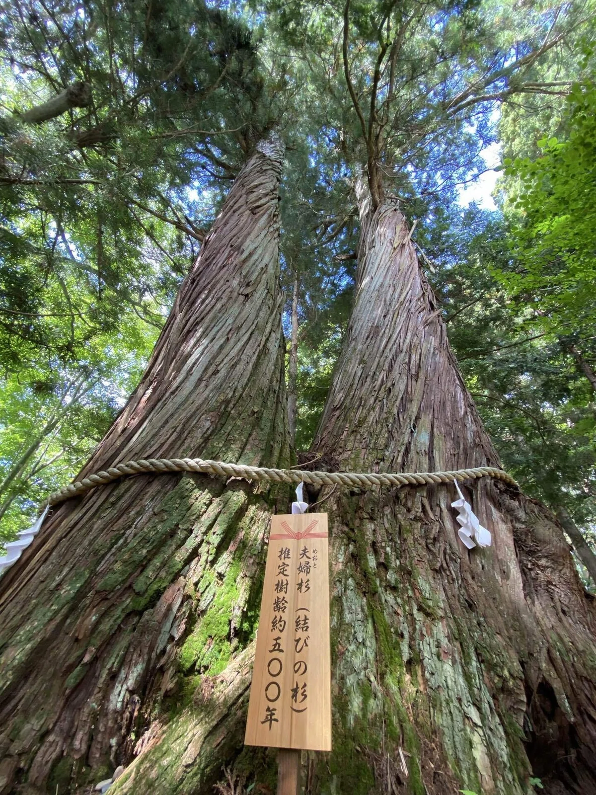 戸隠神社のご神意に触れる旅|五社・七社巡りとおみくじの本質的な意味|Rico|神仏巡礼結びナビゲーター