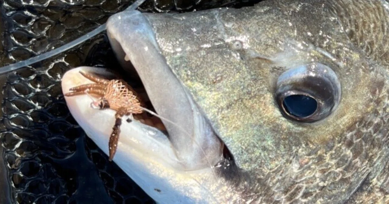 On Fly Hooks for Black Sea Bream｜流石の如く