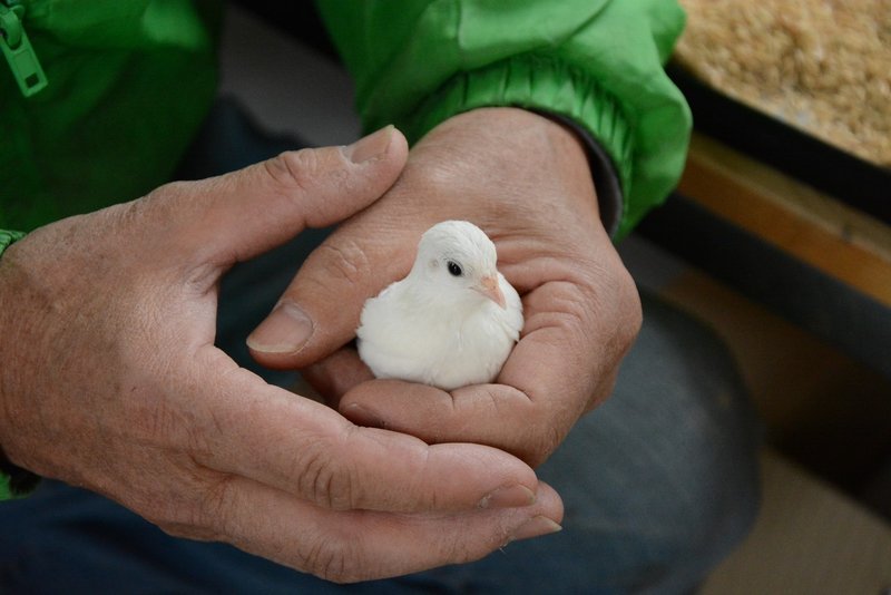 ヒメウズラを販売 可愛い姿に癒される 卵は翡翠のごとし 小郡市地域おこし協力隊 農業分野 Note