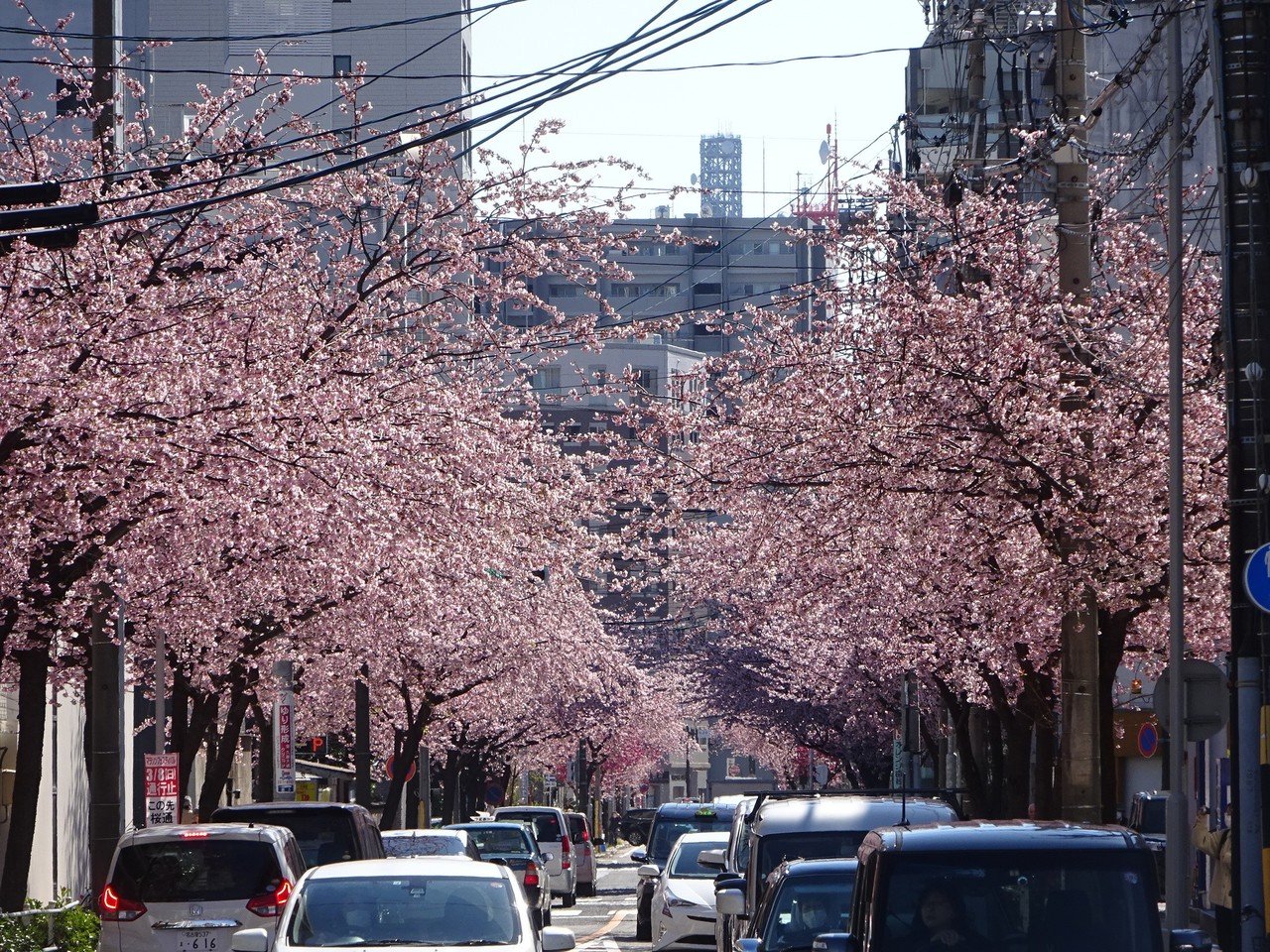 東区オオカンザクラの並木道の桜 おいなごちゃん おいでよ名古屋 Note