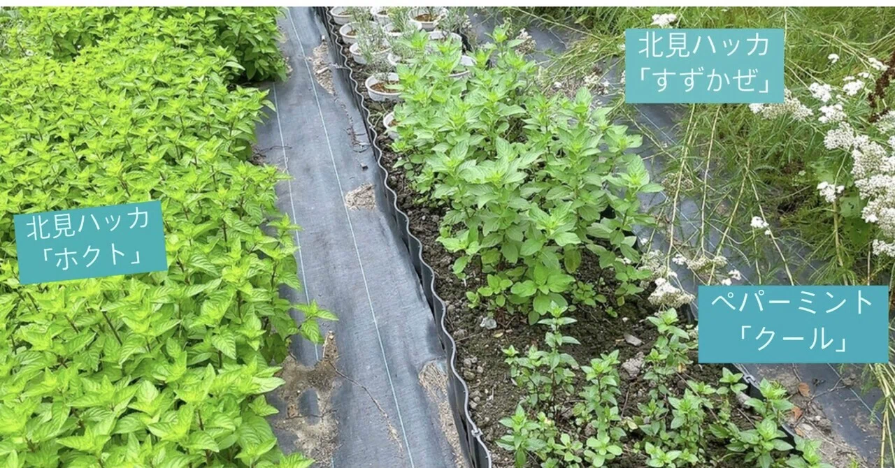 Genus Mentha（ハッカ属）近縁種どうしの生育比較の観察結果レポート 