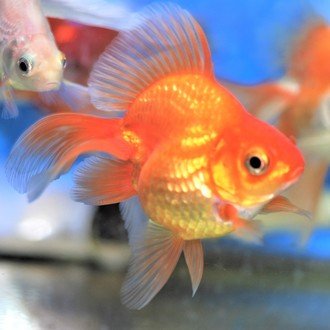 金魚飼育のえとせとら 水換えの実際 りゅうちゃん ショートテールver Note