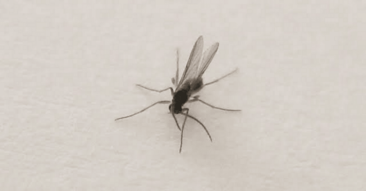 白鷗【小鳥=羽虫無心】肉質画 羽虫|帆立