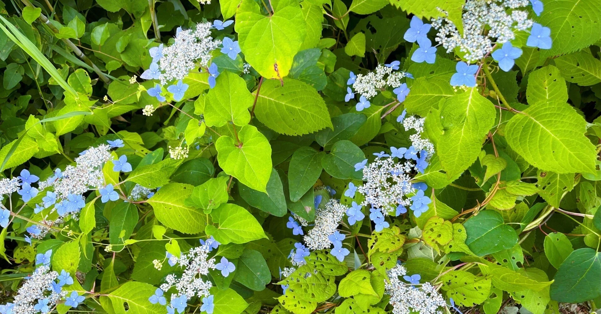 道端に咲く紫陽花まとめ2025 part2｜かぼちゃかべ