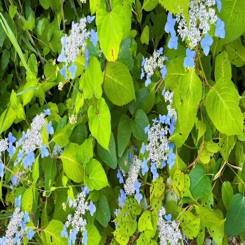 道端に咲く紫陽花まとめ2025 part2｜かぼちゃかべ