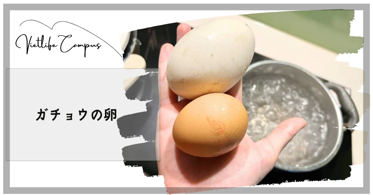 珍しいガチョウ の卵 60個 Mサイズ びっくり食材】ガチョウの卵ってどんな味？茹でて食べてみた！｜ベト