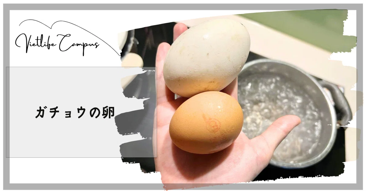 ガチョウの食用卵　10個セット びっくり食材】ガチョウの卵ってどんな味？茹でて食べてみた！｜ベト
