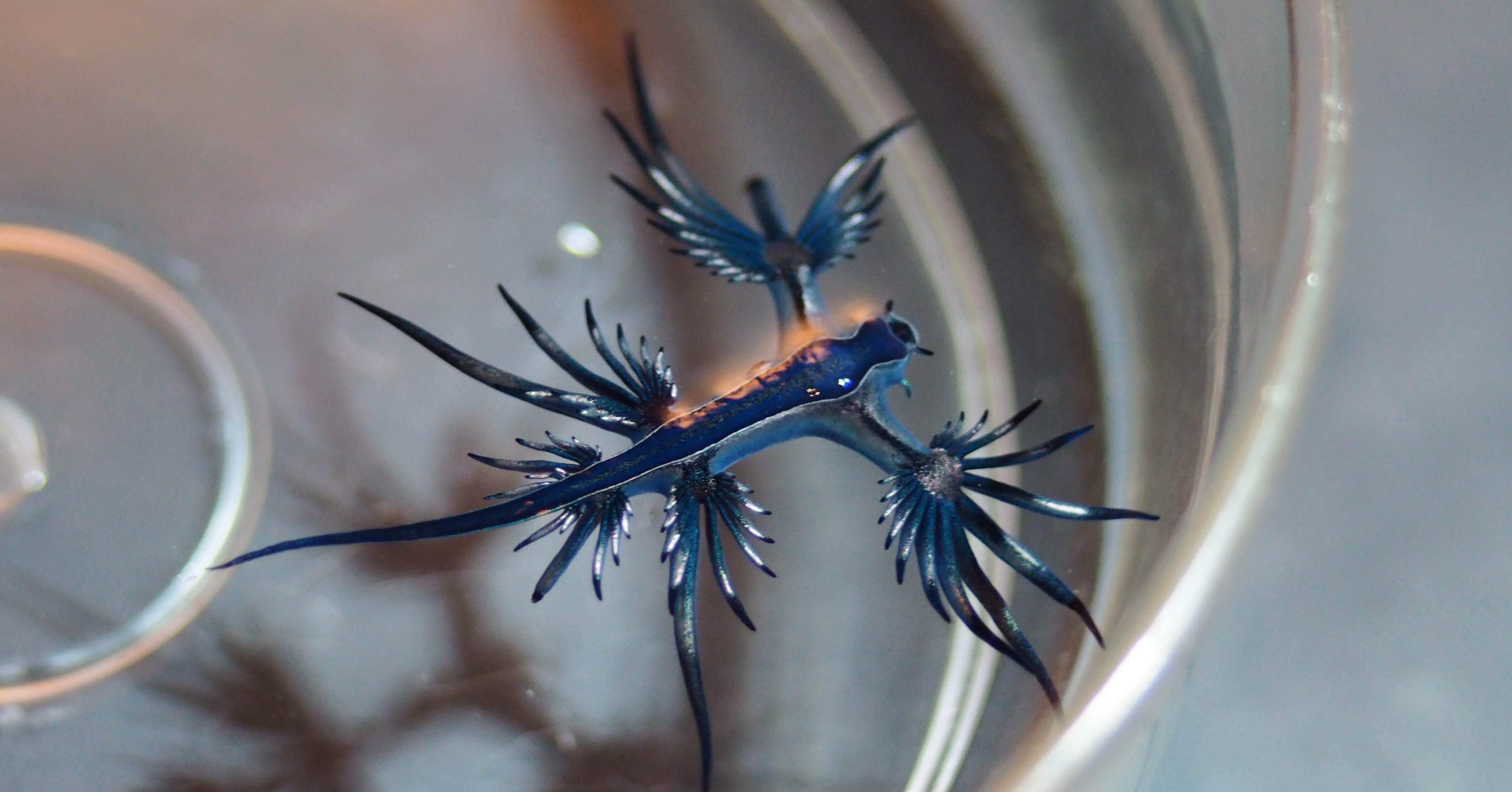 新江ノ島水族館にアオミノウミウシを見に行くスナップ｜リノ