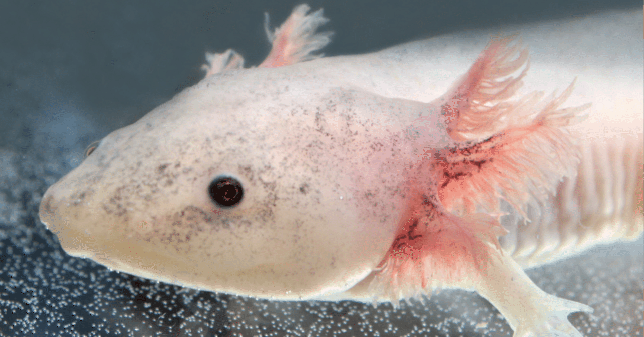 ウーパールーパー　【変わった個体】　ブラックに斑点　その２