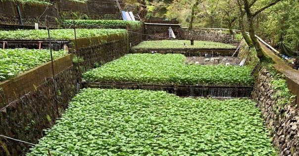いけばな歳時記 花ビワ｜広瀬典丈