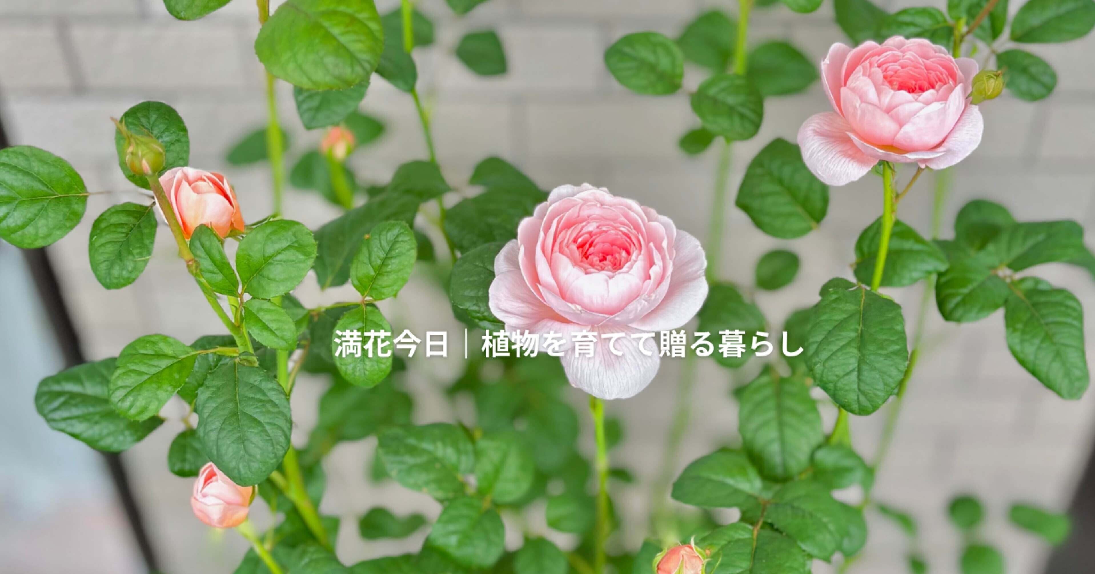 2年前に新苗から買ったミモザパールアカシアに花芽はつくのか！？ | 満