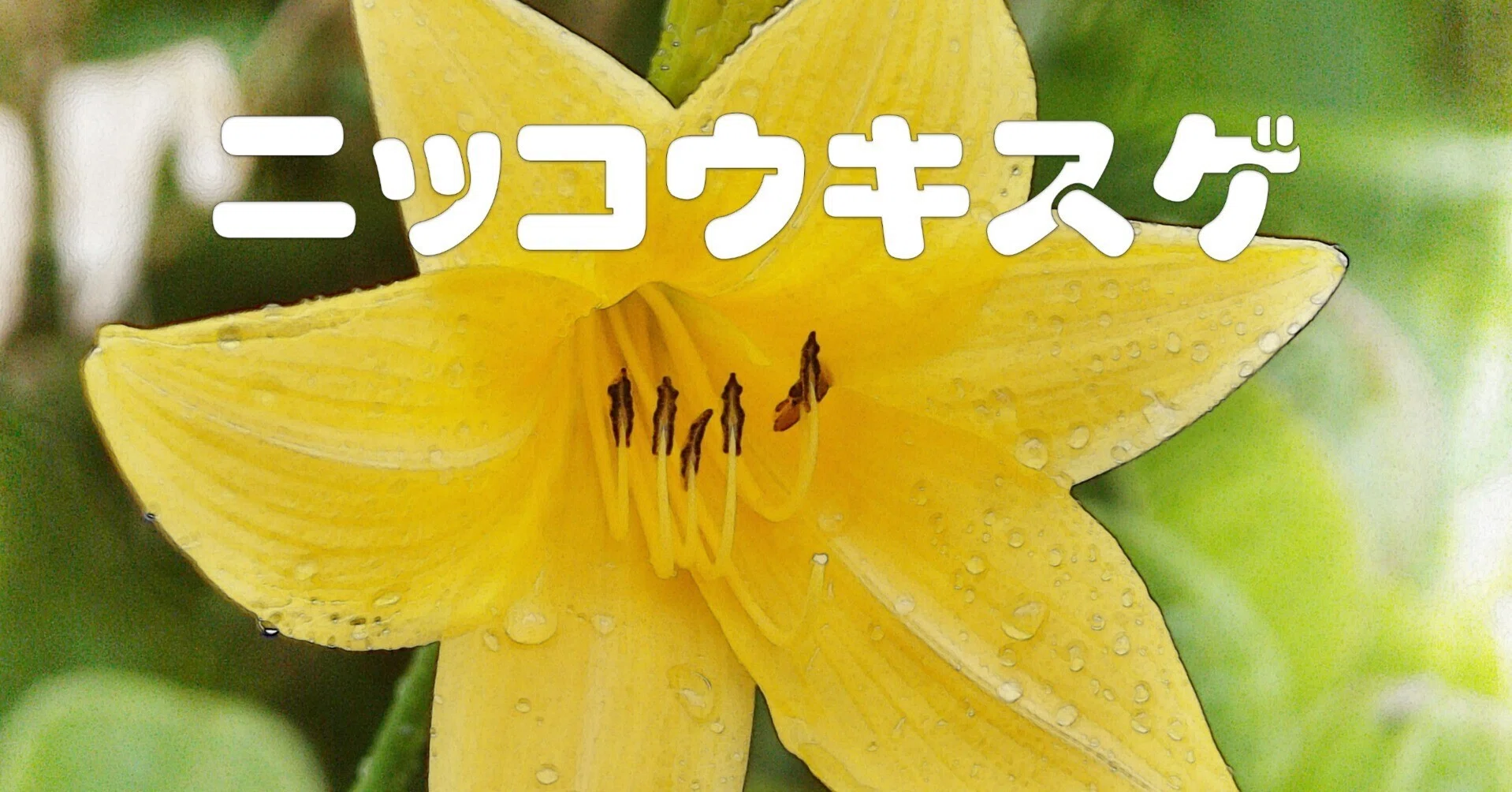 ニッコウキスゲ（水彩画風）｜taka
