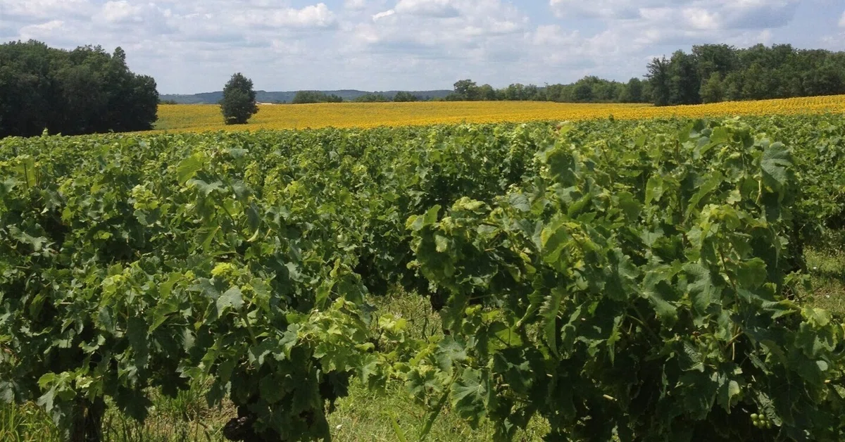 On the 6000-Year History of Wine 05/Bordeaux, Garonne River Wine and ...