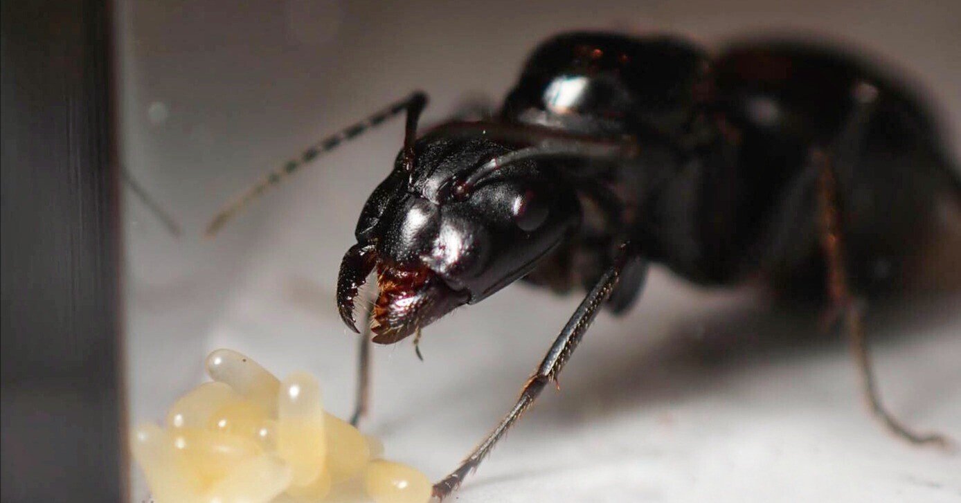 日本最大種の一つ クロオオアリのコロニー 高品質 クロオオアリ コロニー １群(K09) 日本最大種 北海道 女王アリ