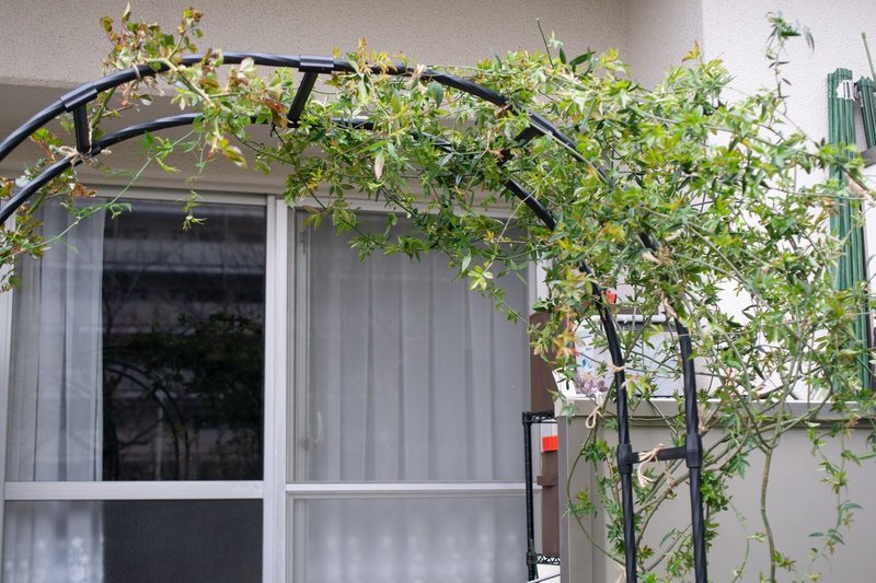 花芽がついたモッコウバラを誘引しなおし ヤマネケイ Note