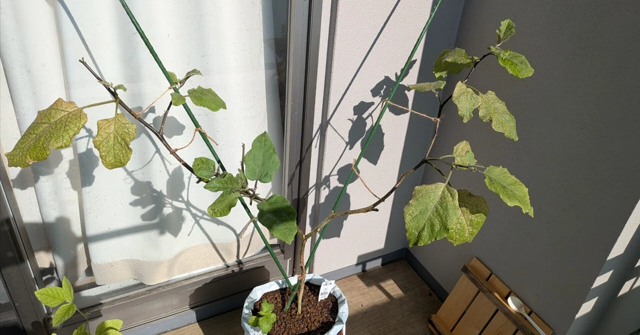 【なす⑨】ハダニ後編…現状と今後について｜家庭野菜