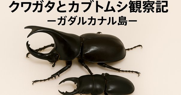 ナカジ、ミクラミヤマクワガタ １♂（御蔵島産：規制前野外採集品） 希少】ミクラミヤマクワガタ30mm産卵安心セット | 国産