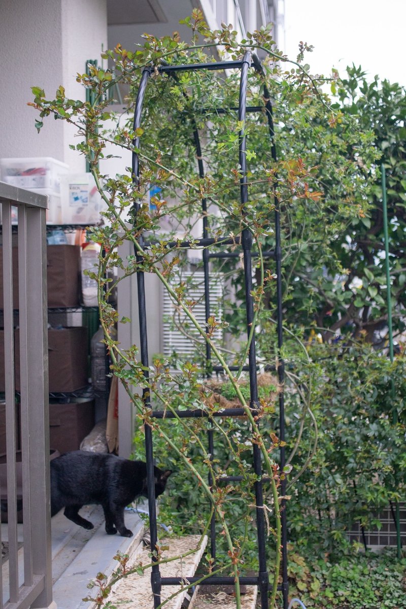 花芽がついたモッコウバラを誘引しなおし ヤマネケイ Note