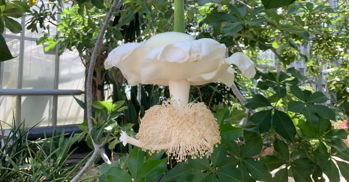 バオバブの花（京都府立植物園）：2025年8月10日（日）｜藤井秀昭
