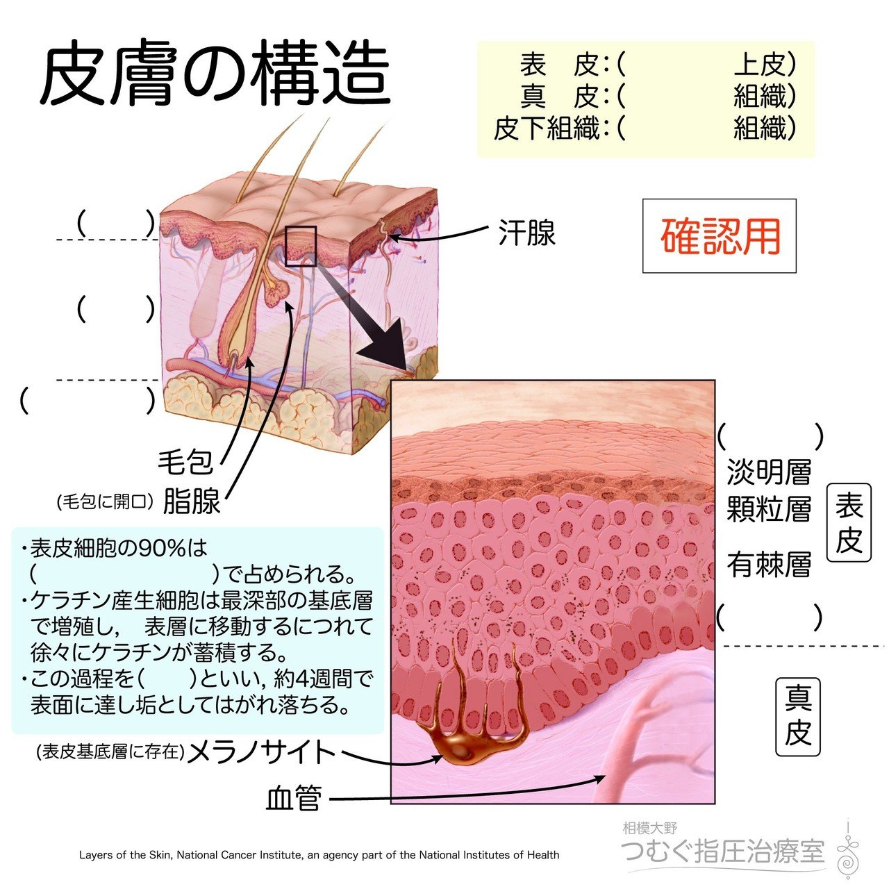 解剖学 基礎 皮膚の構造 かずひろ先生 黒澤一弘 解剖学 Note