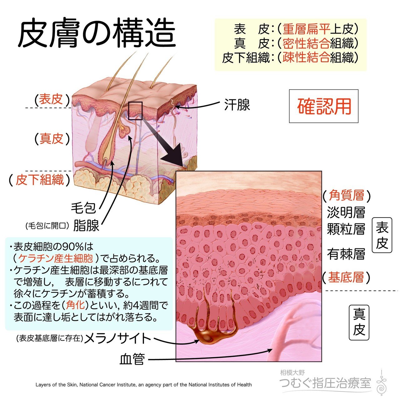 解剖学 基礎 皮膚の構造 かずひろ先生 黒澤一弘 解剖学 Note