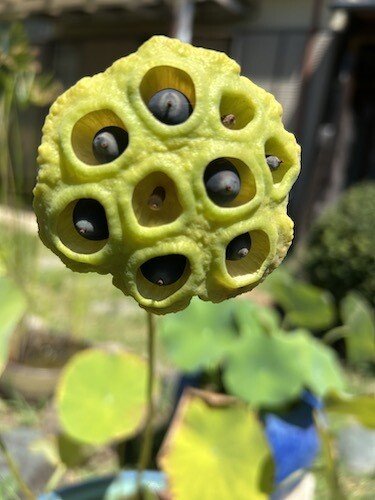 蓮は花はあんなに美しいのに、種が出来ると何故こんなにも、見た目が