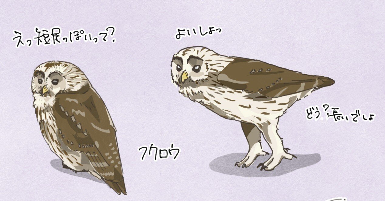 普段は見せない長い足｜フクロウ｜くますけ｜自然ガイド・クリエイター