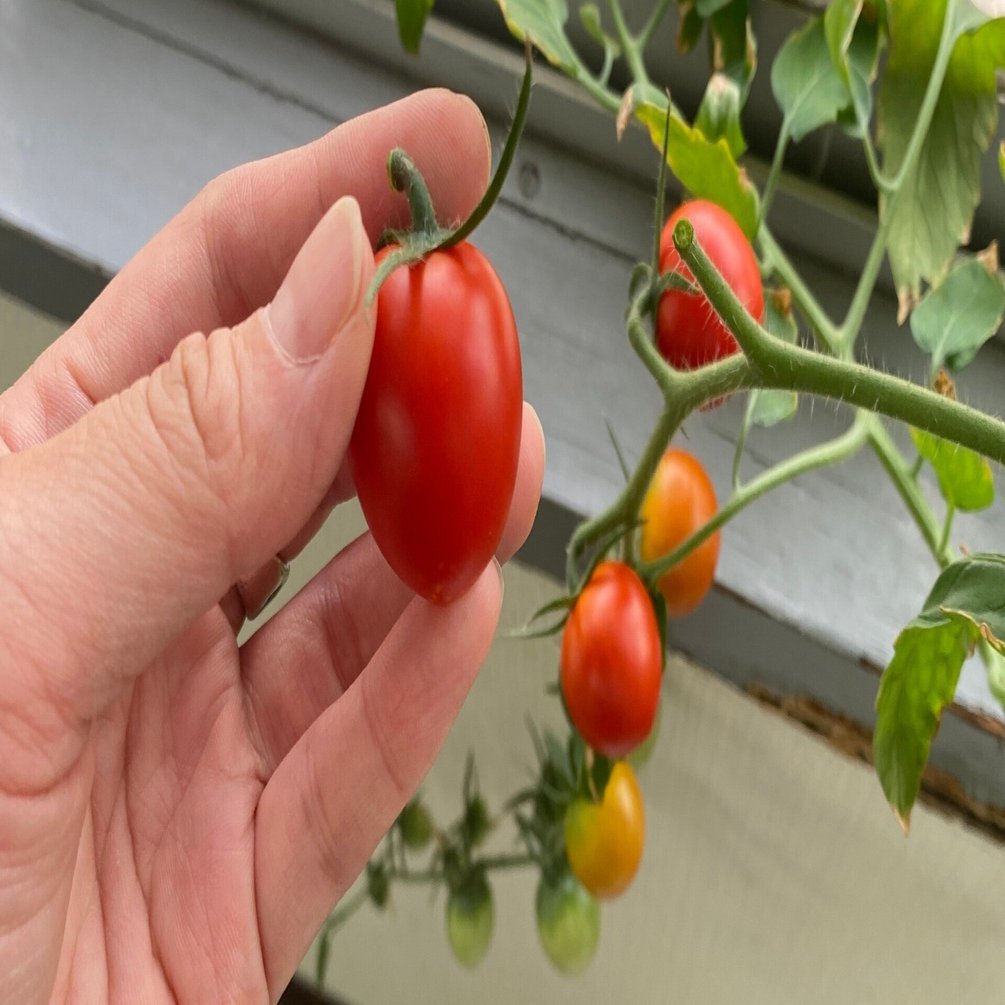 太陽光だけ！室内窓際ミニトマト栽培チャレンジ続編｜水耕栽培専門店の