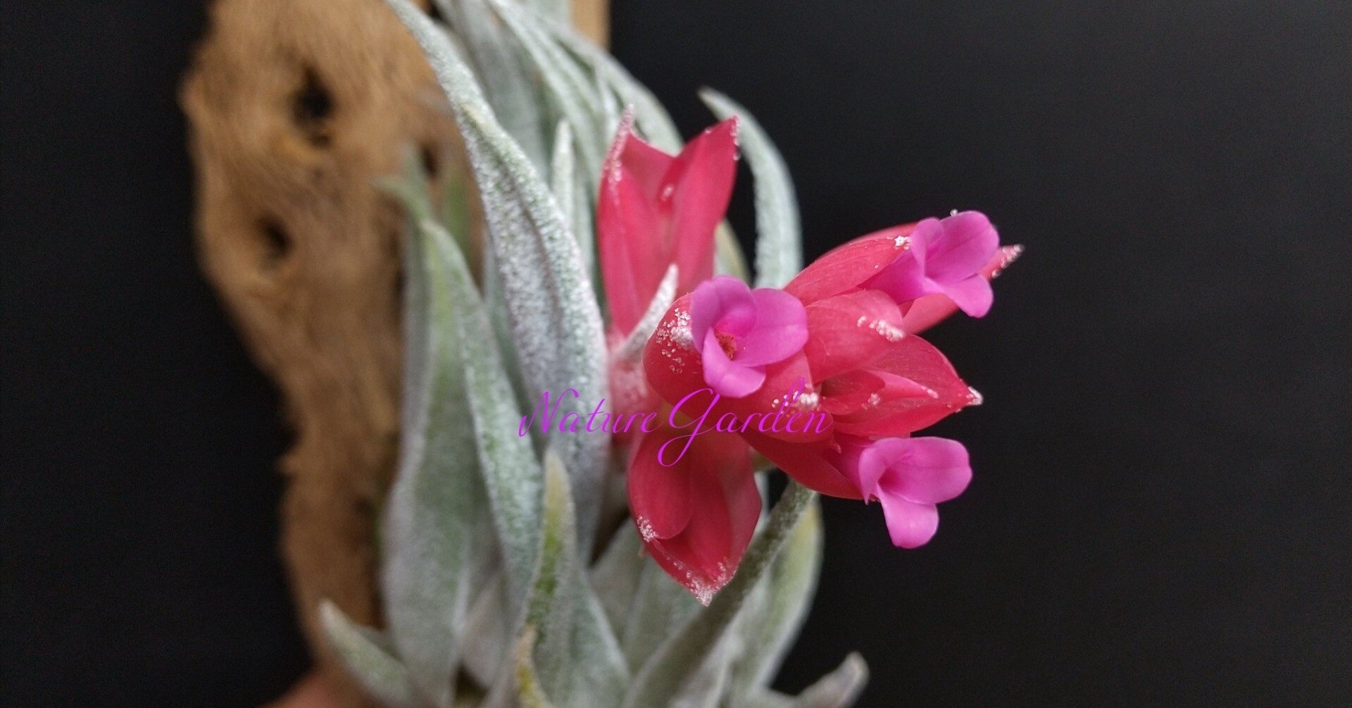 チランジア入荷リスト7/25｜NatureGarden🌿神田