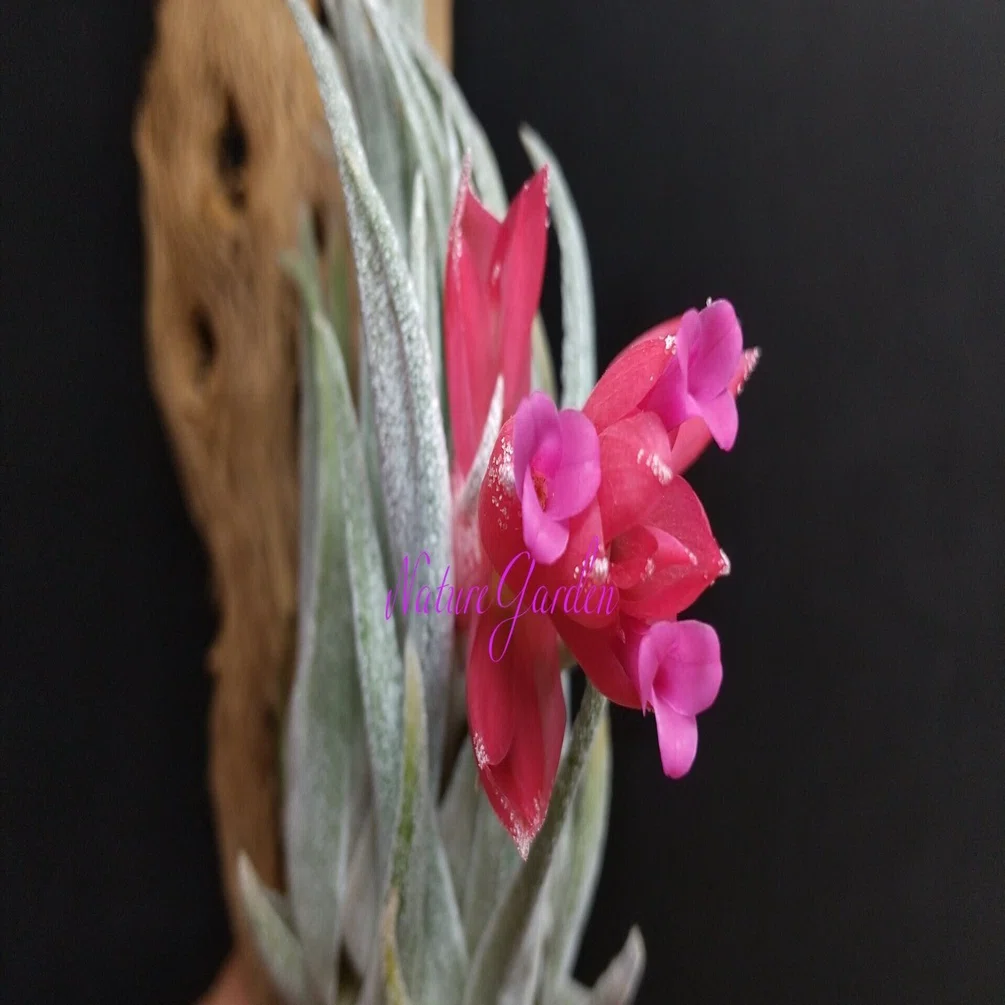 チランジア入荷リスト7/25｜NatureGarden🌿神田