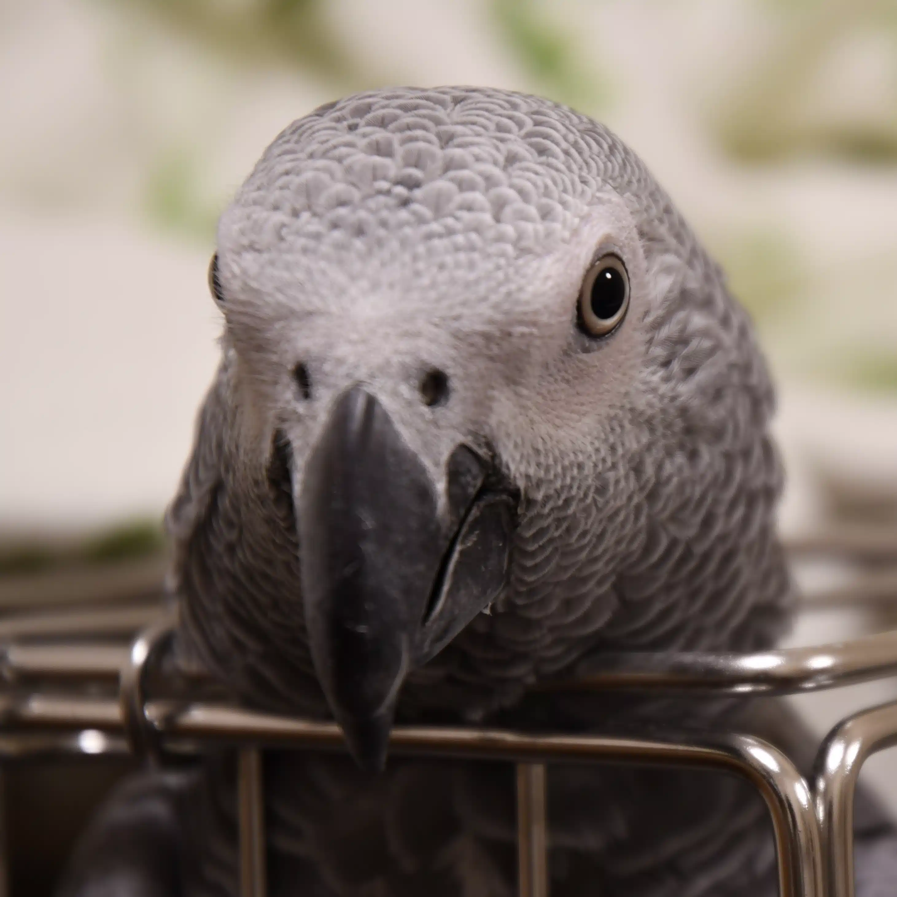 鳥とデブの黙示録