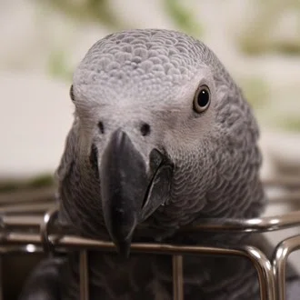 鳥とデブの黙示録