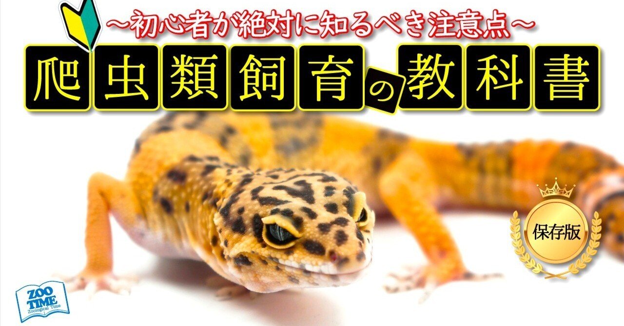 ①はじめての爬虫類飼育🔰】今さら聞けないレオパの飼育繁殖方法＆注意